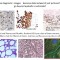 Application of Biomedical Digital Solutions: Virtual Flow Cytometry and Hematometrics in Pathology and Research